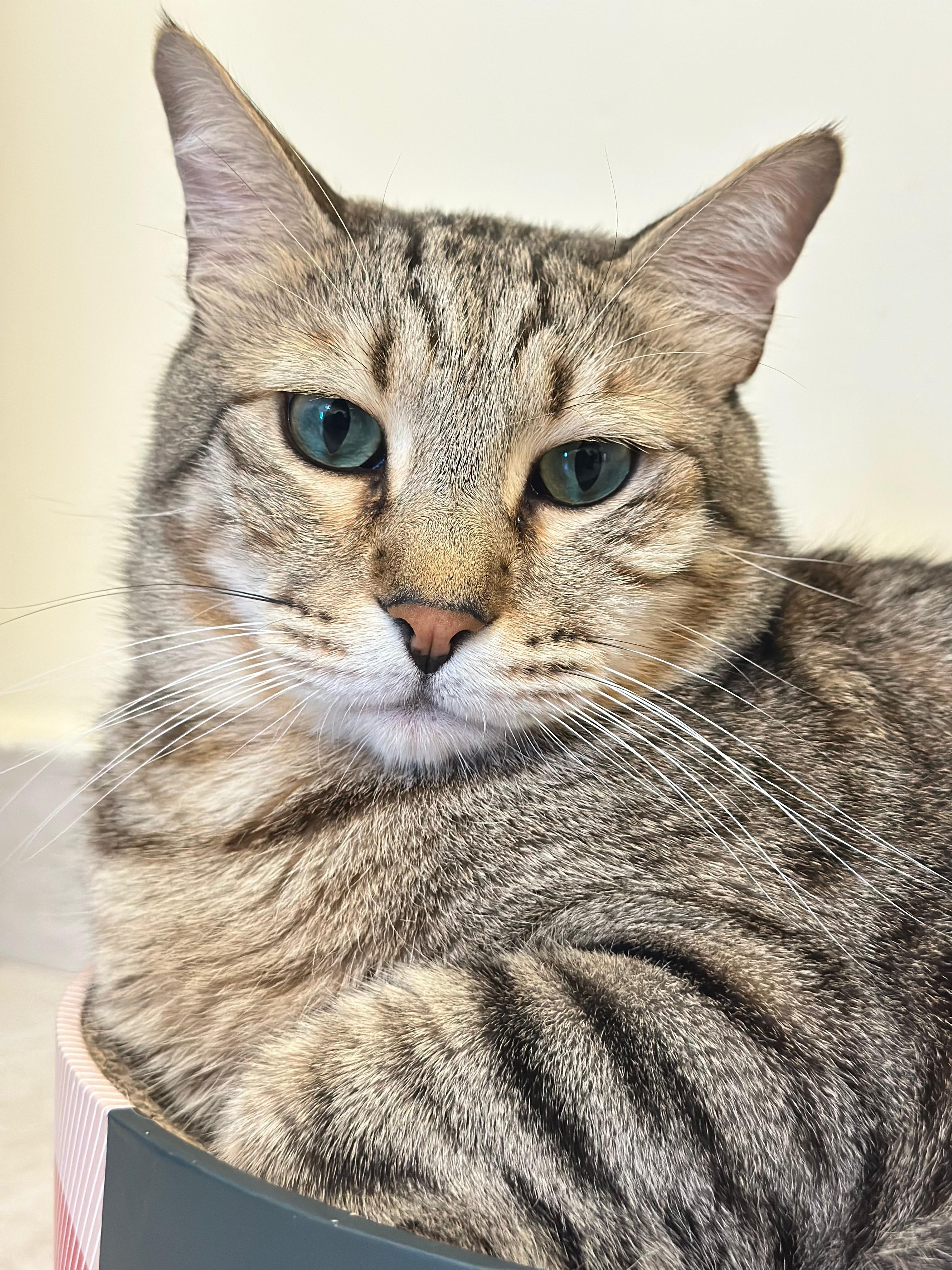 Grey the Cat